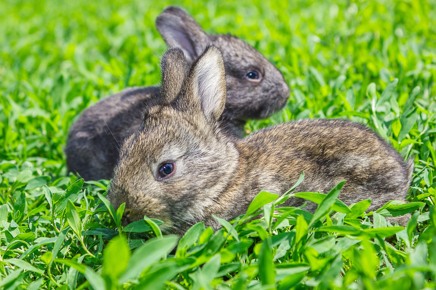 Zwei Kaninchen im Gras