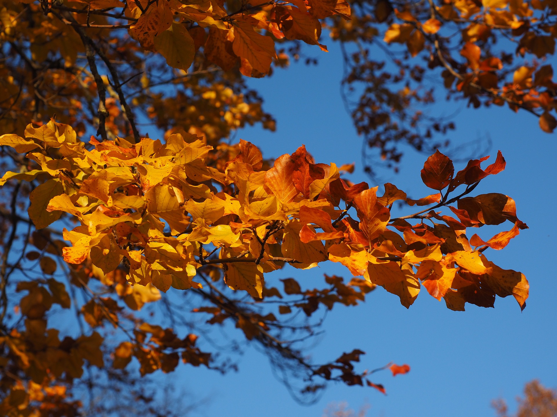 Herbstlaub